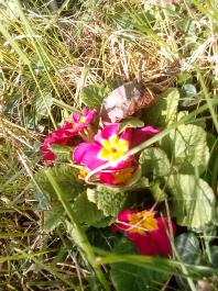 fruhling2025_Garten_IMG_20250416_152151
