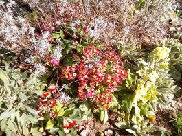 fruhling2025_Garten_IMG_20250416_152201