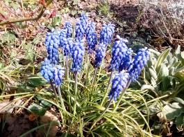 fruhling2025_Garten_IMG_20250416_152211