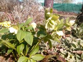 fruhling2025_Garten_IMG_20250416_152221