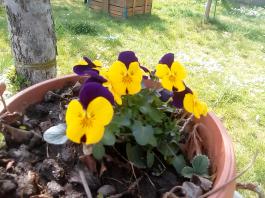 fruhling2025_Garten_IMG_20250416_152232