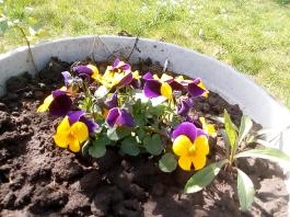 fruhling2025_Garten_IMG_20250416_152240