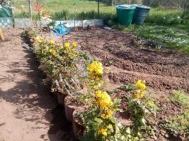 fruhling2025_Garten_IMG_20250416_152256