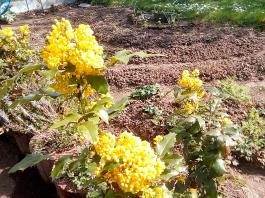 fruhling2025_Garten_IMG_20250416_152305