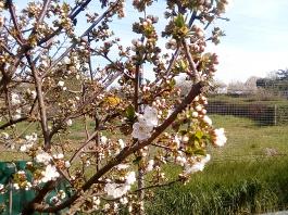fruhling2025_Garten_IMG_20250416_152333