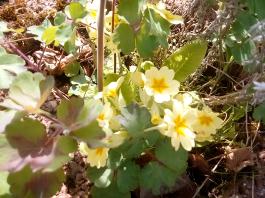 fruhling2025_Garten_IMG_20250416_152342