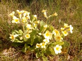 fruhling2025_Garten_IMG_20250416_152402