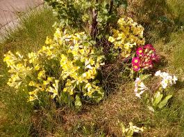 fruhling2025_Garten_IMG_20250416_152412