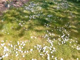 fruhling2025_Garten_IMG_20250416_152417