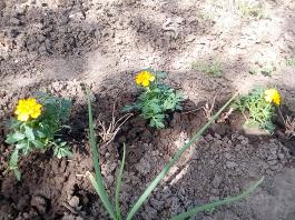 fruhling2025_Garten_IMG_20250416_152431