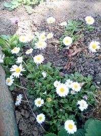 fruhling2025_Garten_IMG_20250416_152436