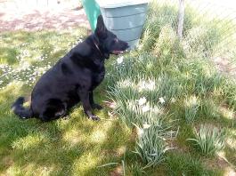 fruhling2025_Garten_IMG_20250416_152458