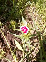 fruhling2025_Garten_IMG_20250514_110053