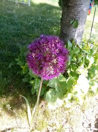 fruhling2025_Garten_IMG_20250514_110104