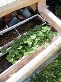 fruhling2025_Garten_IMG_20250514_110122