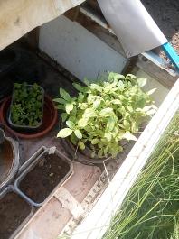 fruhling2025_Garten_IMG_20250514_110128