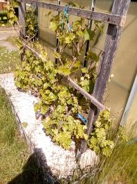 fruhling2025_Garten_IMG_20250514_110137