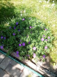 fruhling2025_Garten_IMG_20250514_110204
