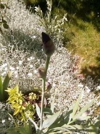 fruhling2025_Garten_IMG_20250514_110225