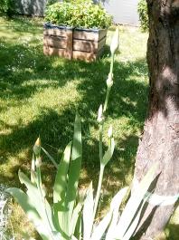 fruhling2025_Garten_IMG_20250514_110229