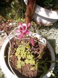 fruhling2025_Garten_IMG_20250514_110244