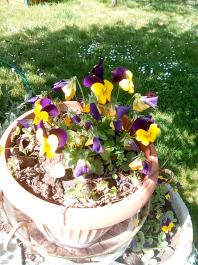 fruhling2025_Garten_IMG_20250514_110251
