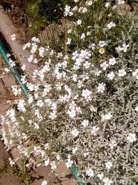 fruhling2025_Garten_IMG_20250514_110257