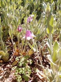 fruhling2025_Garten_IMG_20250514_110306