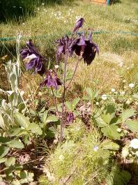 fruhling2025_Garten_IMG_20250514_110334