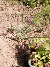 fruhling2025_Garten_IMG_20250514_110405