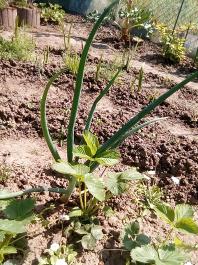 fruhling2025_Garten_IMG_20250514_110410