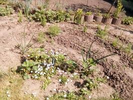 fruhling2025_Garten_IMG_20250514_110419
