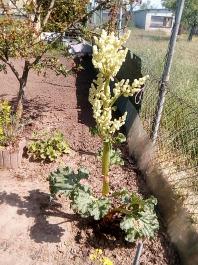 fruhling2025_Garten_IMG_20250514_110430