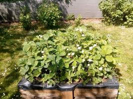 fruhling2025_Garten_IMG_20250514_110527