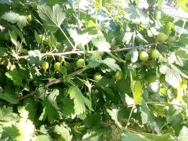 fruhling2025_Garten_IMG_20250514_110558
