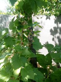 fruhling2025_Garten_IMG_20250514_110605