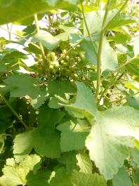 fruhling2025_Garten_IMG_20250514_110617