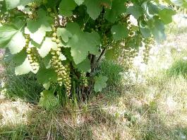 fruhling2025_Garten_IMG_20250514_110623