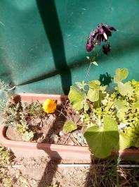 fruhling2025_Garten_IMG_20250514_110709