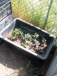 fruhling2025_Garten_IMG_20250514_110755
