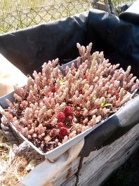 fruhling2025_Garten_IMG_20250514_110801