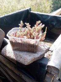 fruhling2025_Garten_IMG_20250514_110806