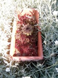 fruhling2025_Garten_IMG_20250514_110844