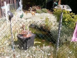 fruhling2025_Garten_IMG_20250514_110946
