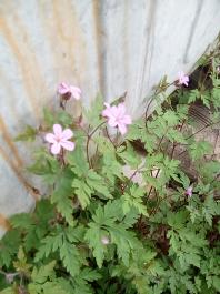 fruhling2025_Garten_IMG_20250514_111045