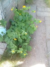 fruhling2025_Garten_IMG_20250514_111055