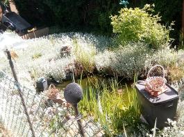 fruhling2025_Garten_IMG_20250514_111123