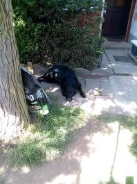 fruhling2025_Garten_IMG_20250514_111137