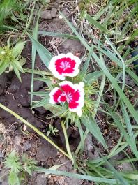 fruhling2025_Garten_IMG_20250516_121428