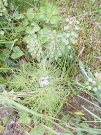 fruhling2025_Garten_IMG_20250516_121446